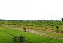 Sawah Rapak Oros di Kubar Kini Jadi Semak Belukar, Kementan Minta Pendataan Ulang