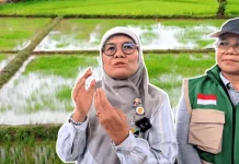 Sawah Kutai Barat Belum Optimal, Kementan Minta PPL Gerakkan Kelompok Tani