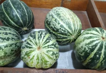 Manfaat Buah Blewah Dikonsumsi saat Berbuka Puasa