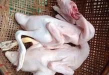 Ketahui Kandungan Kolesterol dalam Daging Bebek
