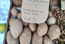 Sawo Raksasa Potensi Bisnis Buah Premium