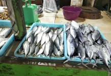 Tips Memilih Ikan Laut Segar Berkualitas