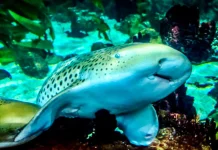 Pesona Raksasa Laut Jinak di Perairan Talisayan Berau