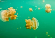 Pesona Danau Ubur-Ubur Purba di Pulau Kakaban Berau