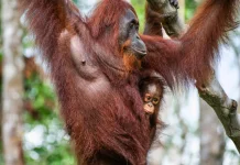 Menjelajahi Jantung Kalimantan di Taman Nasional Tanjung Puting