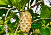 Mengkudu: Si Buruk Rupa yang Ampuh Tangkal Penyakit