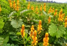 Daun Ketepeng Cina Solusi Alami Penyakit Kulit