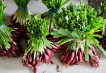 Waspada Efek Samping! Pantangan Minum Bawang Dayak yang Tidak Boleh Diabaikan