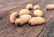 Ulat Sagu Superfood Eksotis Kaya Protein