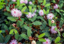 Putri Malu Tanaman Liar dengan Khasiat Medis Luar Biasa