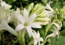 Bunga Sedap Malam Pesona Aroma dan Rahasia Kesehatannya