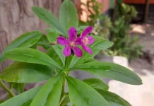 Ginseng Jawa Rahasia Stamina Alami