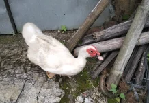 Mengenal Jenis Mentok, Peluang Ternak Menjanjikan bagi Pemula