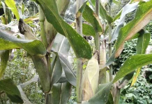 Kenali Varietas Jagung Hibrida Unggul untuk Hasil Maksimal