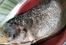 Budidaya Ikan Gurami Untung Besar jelang Lebaran