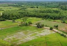 Kementan Bakal Cetak Sawah Baru di Kubar, Siapkan Anggaran Rp164 Miliar