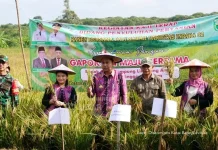 Panen Raya di Rapak Oros, Bupati Kubar Dorong Optimalisasi Lahan Sawah