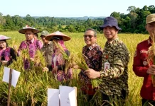 Produksi Padi Kubar Naik Hampir 6.000 Ton, tapi Ketergantungan Masih Tinggi