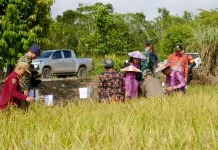 Panen Rapak Oros Kubar Bukti Sukses Inovasi Padi Berbasis Riset