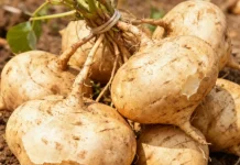 Bengkoang Buah atau Umbi?Yuk Kenali Bengkoang