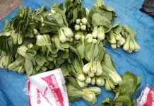 Manfaat Sayur Pakcoy bagi Kesehatan, Kaya Nutrisi dan Mudah Diolah