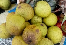 Buah Asam Putar Mulai Dijual di Barong Tongkok, Harga Terjangkau