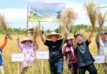 Panen Perdana Padi Gogo di Nusantara Jadi Langkah Awal Pertanian Inovatif IKN
