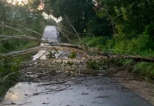 Pohon Tumbang Tutup Jalan, Warga Bangun Sari Diimbau Waspada