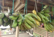 Pedagang Pisang Kubar Bertahan Andalkan Hasil Kebun Sendiri