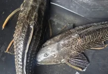 Kenali Risiko Konsumsi Ikan Sapu Sapu Tercemar