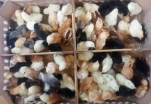 Panduan Lengkap Perawatan Anak Ayam bagi Peternak Pemula
