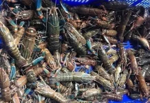Manfaat Konsumsi Lobster untuk Jantung Otak dan Imunitas