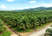 DPRD Kutai Barat Usulkan Satgas Pengawasan Perkebunan Sawit Permanen