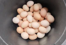 Telur Ayam Kampung untuk Jamu, Manfaat dan Keamanannya