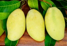 Mangga Punya Hari Perayaan Sendiri, Buah Tropis Ini Digemari di Seluruh Dunia