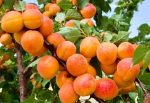 Buah Kecil nan Ajaib: Manfaat Buah Aprikot yang Tak Perlu Diragukan Lagi