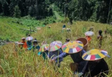Hasil Panen Ladang Kering di Mahakam Ulu Turun Drastis