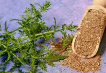 Melampaui Obat Antimalaria Manfaat Artemisia Annua bagi Imunitas Tubuh