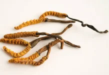 Emas Hitam dari Pegunungan Menilik Manfaat Vital Cordyceps