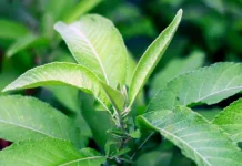 Sentuhan Alami dari Hutan Tropis: Mengungkap Khasiat Daun Sembung