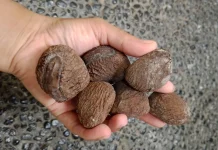 Fakta Menarik Kluwek, Bumbu Khas Nusantara yang Kaya Manfaat