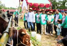 Kontes Ternak Kubar Jadi Pemicu Peningkatan Kualitas Peternak