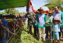 Pemkab Kubar Salurkan 3.633 Ekor Bantuan Ternak Tahun 2026
