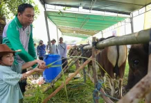 Pemkab Kubar Siapkan Rp2,7 Miliar untuk Program Desa Ternak Terintegrasi
