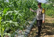 Polsek Loa Janan Dampingi Warga Budidaya Jagung