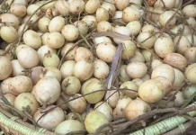 Buah Rambai Lokal Kaya Nutrisi dan Manfaat Kesehatan