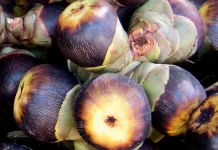 Rahasia Buah Lontar untuk Stamina dan Pencernaan