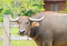 Susu Kerbau: Amunisi Nutrisi Tersembunyi untuk Tulang dan Imunitas Tinggi
