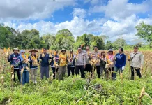 Panen Jagung di Linggang Bigung Dukung Ketahanan Pangan Nasional