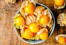 Buah Ciplukan Jadi Primadona Herbal, Ini Khasiat dan Cara Aman Mengonsumsinya